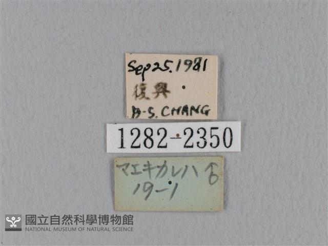 緣斑枯葉蛾藏品圖，第3張