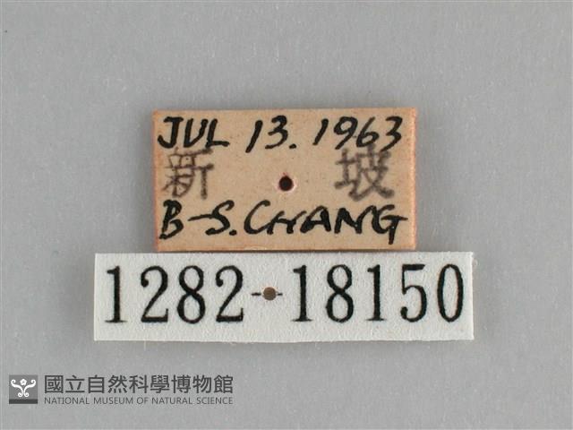 遷粉蝶、淡黃蝶藏品圖，第3張