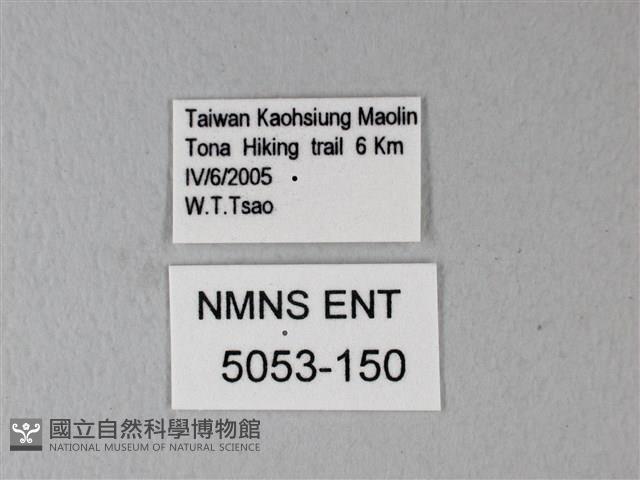 松村氏淺翅鳳蛾藏品圖，第3張