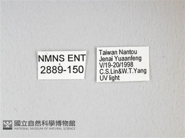 姬長尾水青蛾藏品圖，第3張