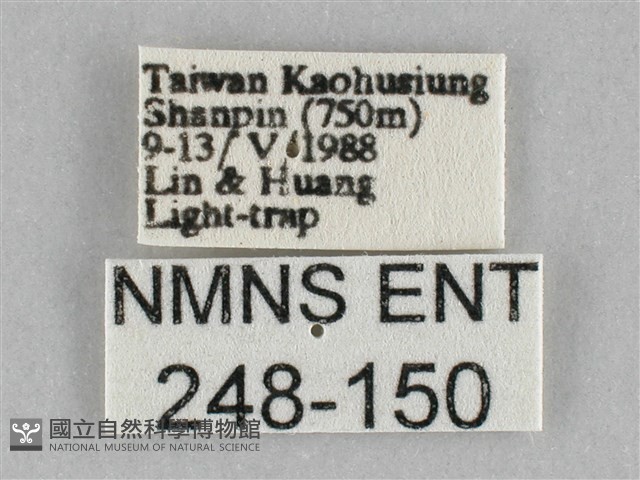 橙擬燈蛾藏品圖，第3張