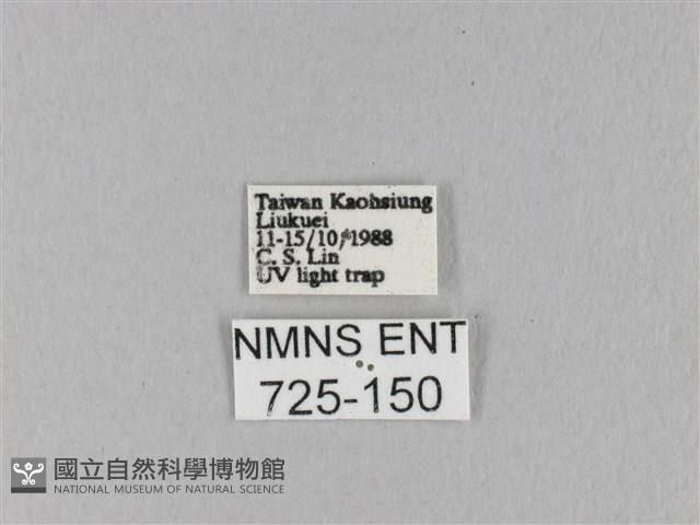 竹黃斜帶枯葉蛾藏品圖，第3張