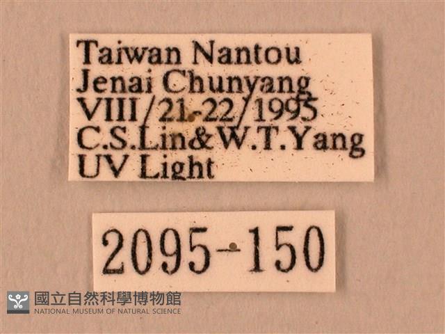 白星天蛾藏品圖，第3張