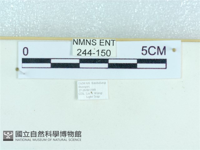 粉蝶燈蛾藏品圖，第3張