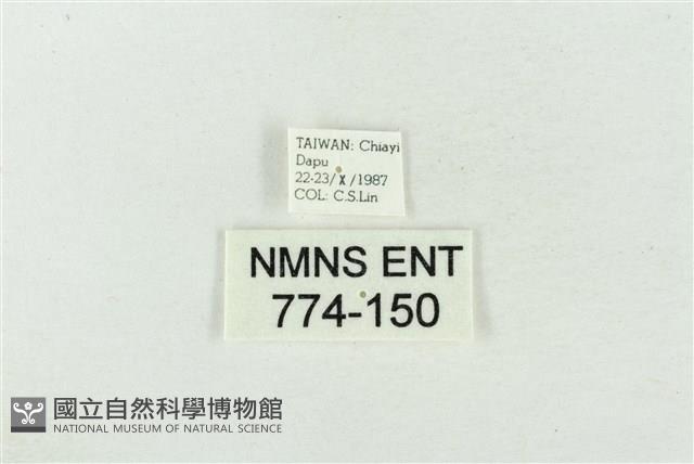 臺洒波紋蛾藏品圖，第3張