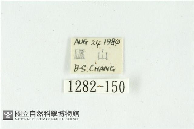 白斑散紋夜蛾藏品圖，第3張