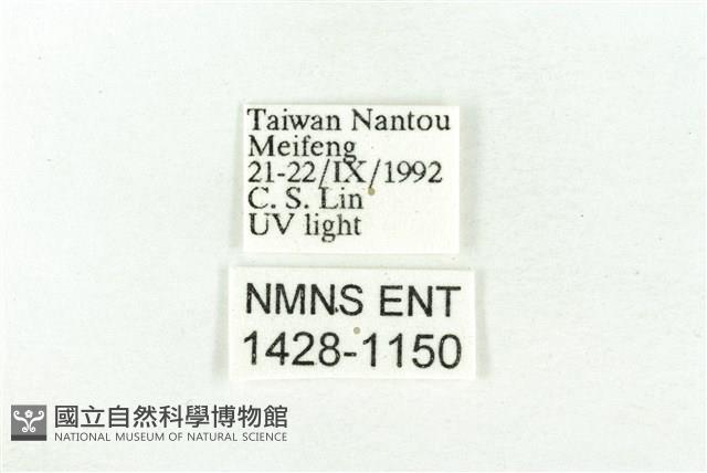 樹形尺蛾藏品圖，第3張