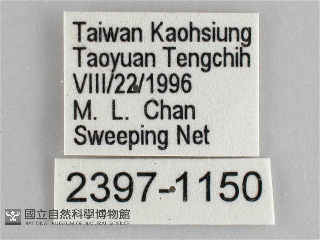 圓翅紫斑蝶藏品圖，第3張