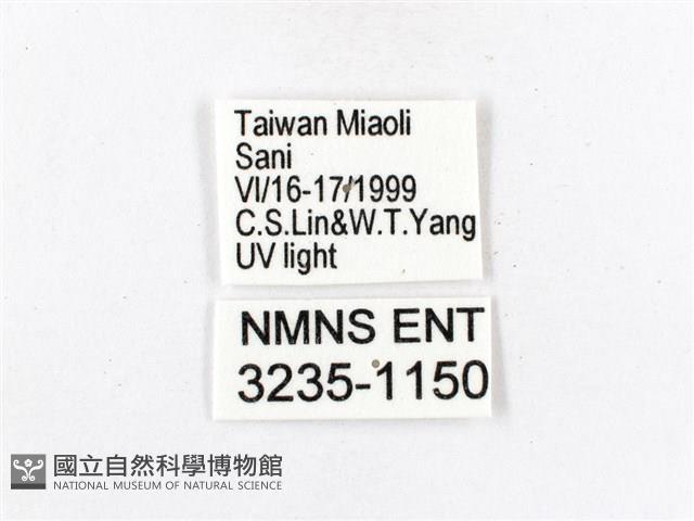 木毒蛾藏品圖，第3張