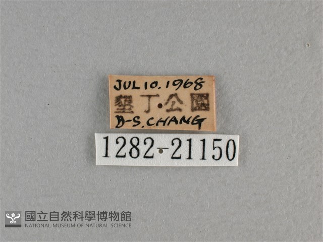 曲紋黛眼蝶藏品圖，第3張