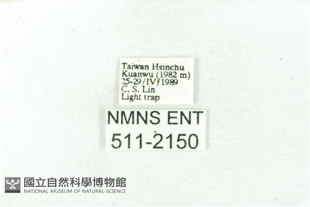 臺雪苔蛾藏品圖，第3張