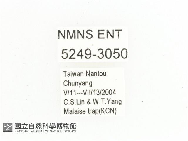 叉斑陷紋金龜藏品圖，第2張