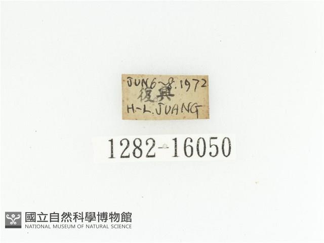 臺灣長鬚金龜藏品圖，第2張