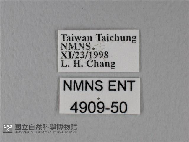 白粉蝶、紋白蝶藏品圖，第3張