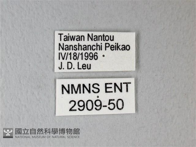 異粉蝶、雌白黃蝶藏品圖，第3張