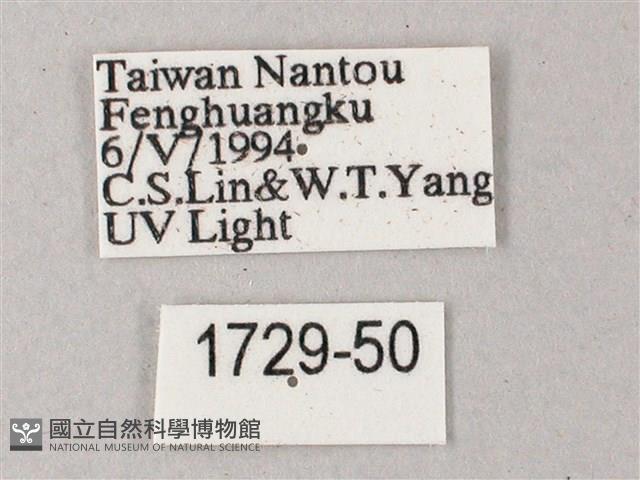 藏斜紋天蛾藏品圖，第3張