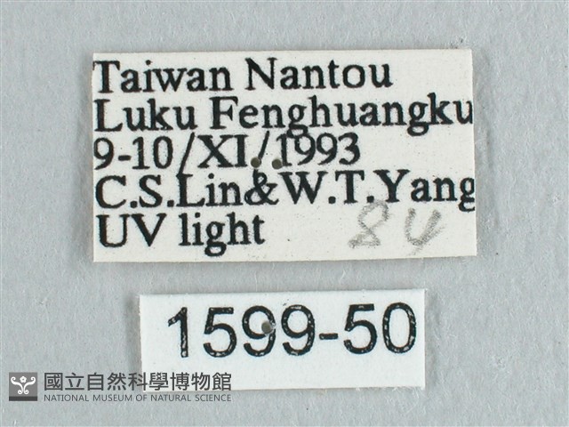 彎黑黃鉤蛾藏品圖，第3張