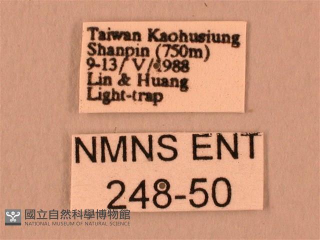 暗綠白腰天蛾藏品圖，第3張