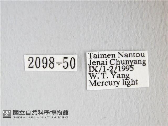 圓翅大鉤蛾藏品圖，第3張