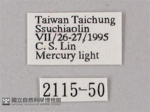 綠背斜紋天蛾藏品圖，第3張