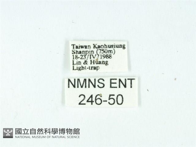 長腳大織蛾藏品圖，第3張