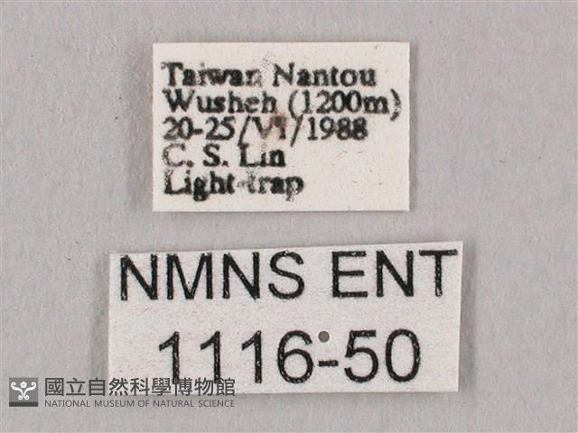 桃紅六點天蛾藏品圖，第3張