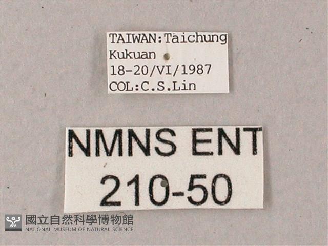 藏斜紋天蛾藏品圖，第3張