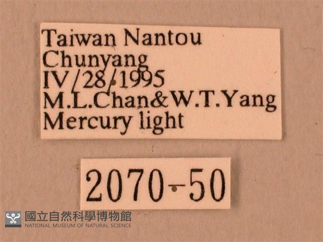 波紋豆天蛾藏品圖，第3張