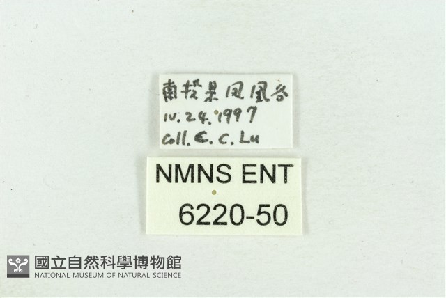 嘉義眉眼蝶藏品圖，第3張