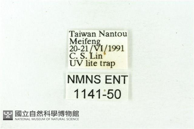 赭新污燈蛾藏品圖，第3張