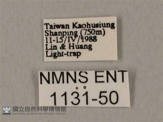 裂斑鷹翅天蛾藏品圖，第3張