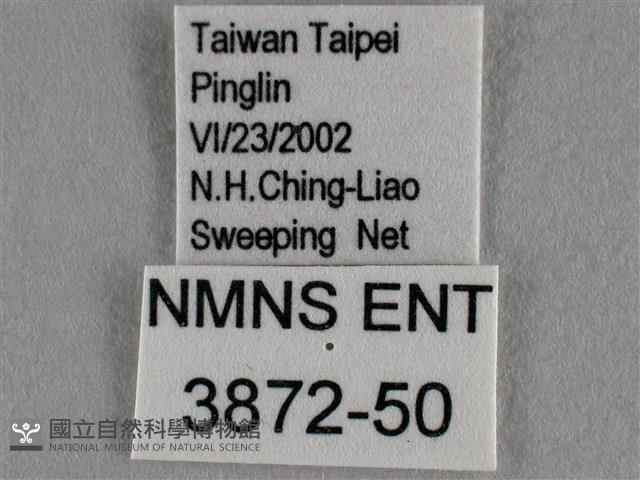 波灰蝶藏品圖，第3張