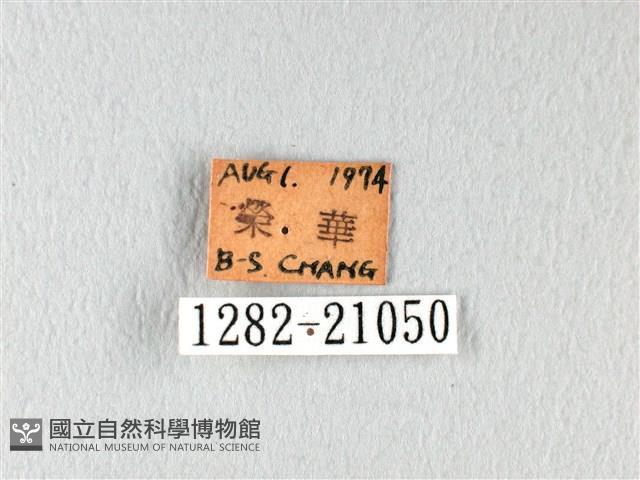 橙翅傘弄蝶藏品圖，第3張