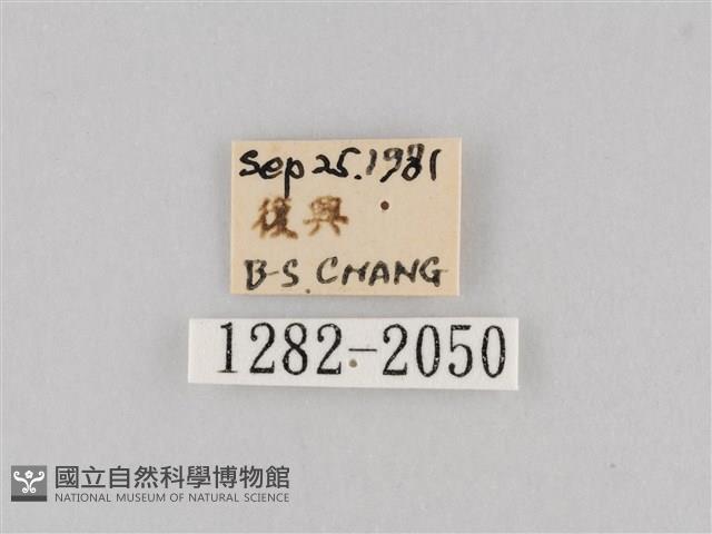 長斑擬燈蛾藏品圖，第3張