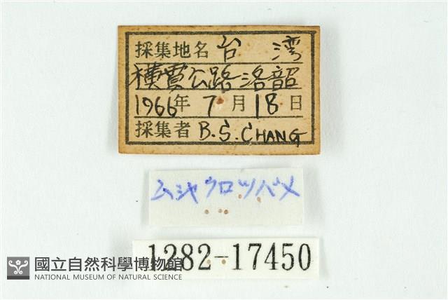 密點玄灰蝶藏品圖，第3張