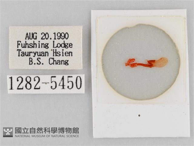 斜紋夜盜蛾藏品圖，第3張