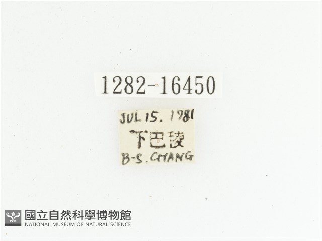 黃斑陷紋金龜藏品圖，第2張