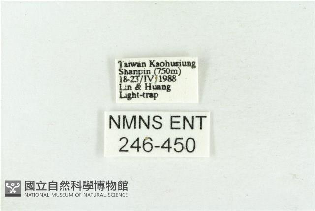 連珠波紋蛾藏品圖，第3張