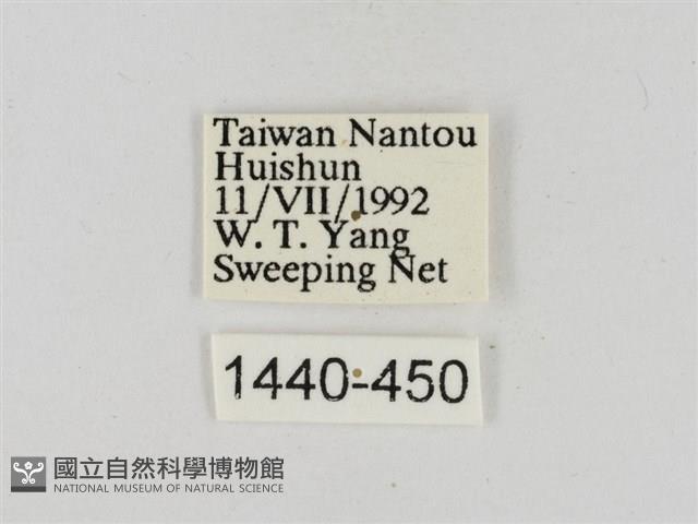 淡褐脈粉蝶藏品圖，第3張