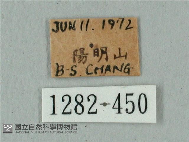 蝦殼天蛾藏品圖，第3張