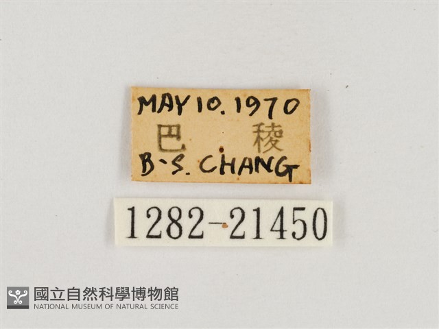 淺色眉眼蝶藏品圖，第3張