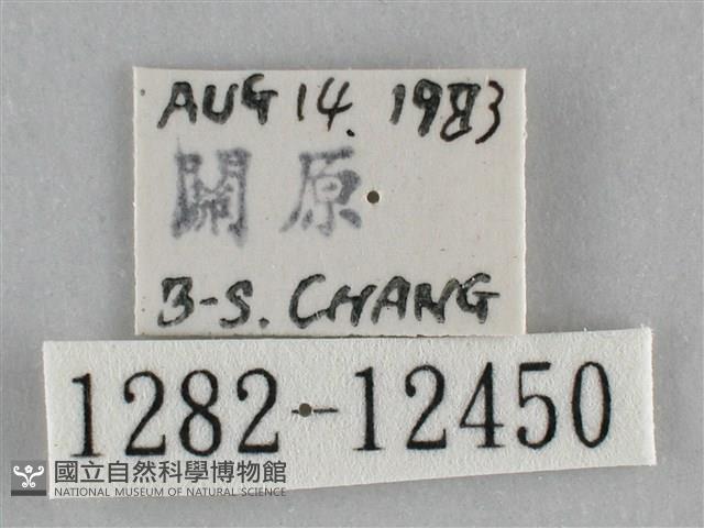 雙峰霜尺蛾藏品圖，第3張