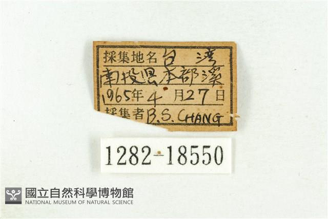 三斑虎灰蝶藏品圖，第3張