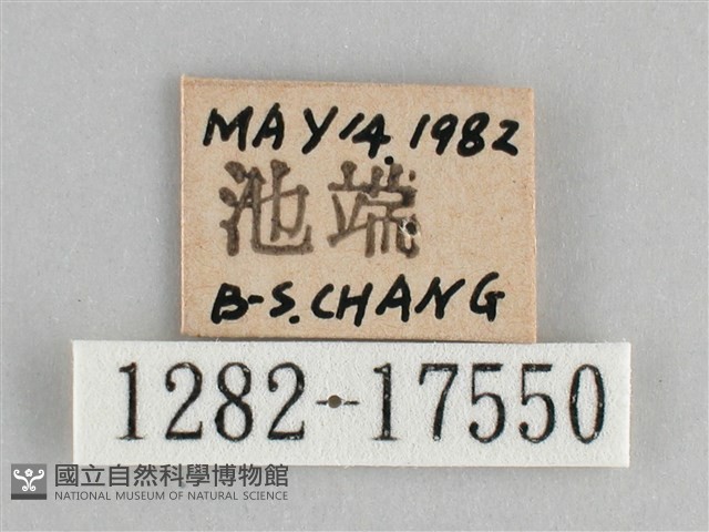 臺灣環蛺蝶藏品圖，第3張