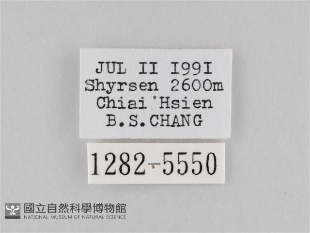 斜紋夜盜蛾藏品圖，第3張