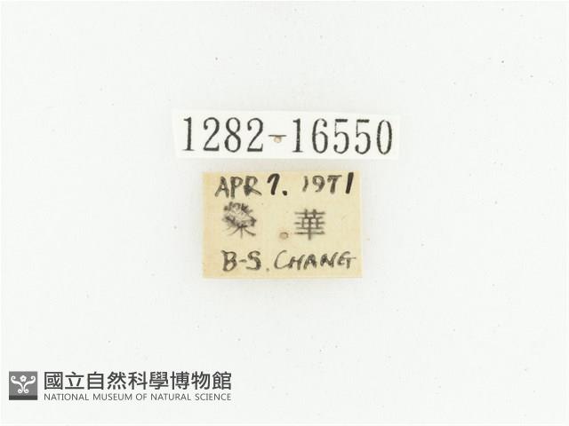 黑斑陷紋金龜藏品圖，第2張