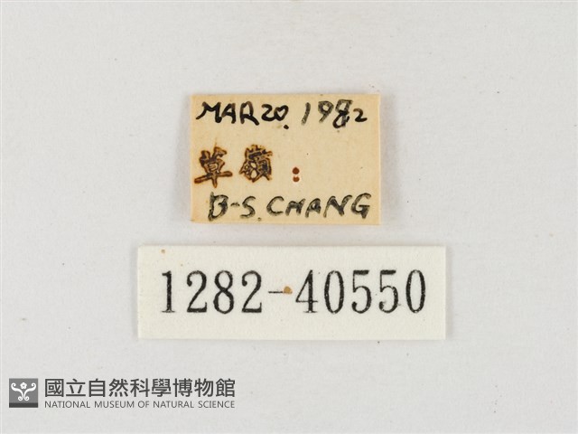 星黃蝶藏品圖，第3張