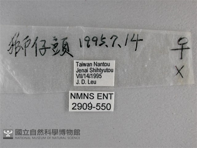 長紋黛眼蝶藏品圖，第3張