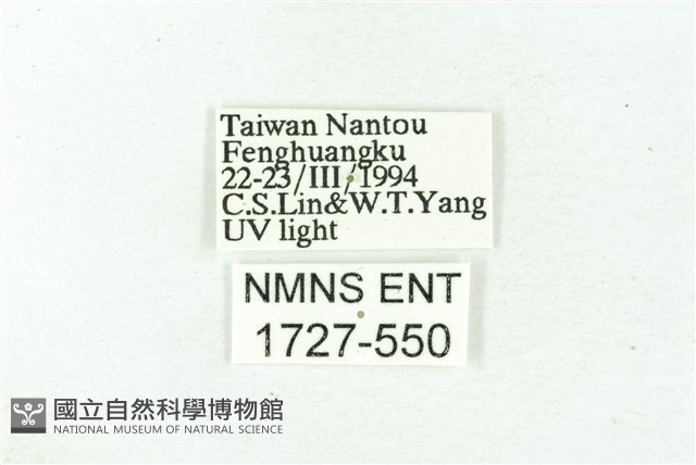 臺雪苔蛾藏品圖，第3張