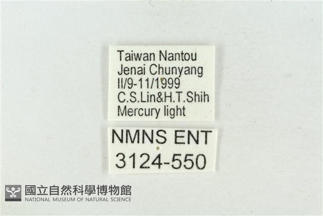 連珠波紋蛾藏品圖，第3張